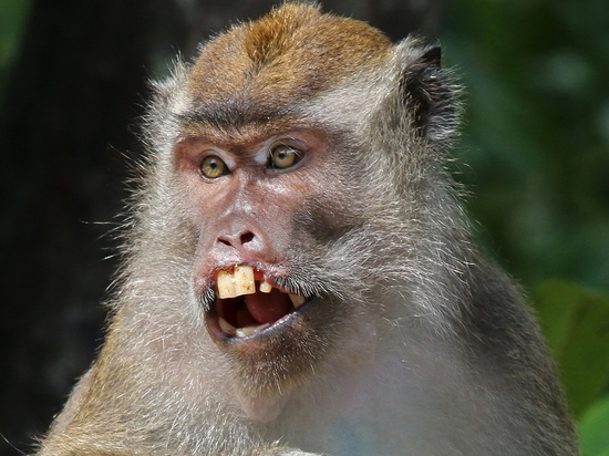 Британцы заподозрили "русское биологическое оружие" в оспе обезьян