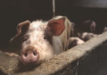Доктор технических наук, профессор Александр Ишевский в беседе с "Фонтанкой" заявил, что в России в настоящее время происходит массовый забой скота, конкретнее, свиней, из-за нехватки импортных кормов и добавок