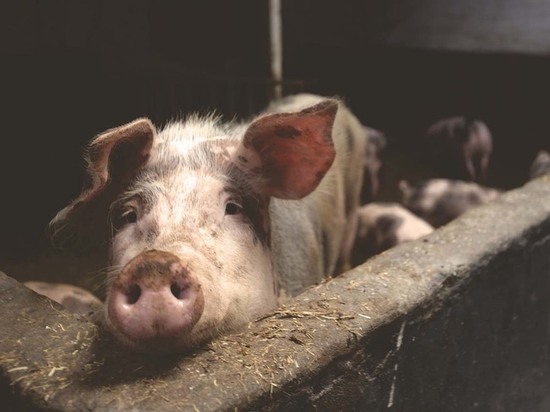Эксперт заявил о массовом забое свиней в России из-за дефицита корма