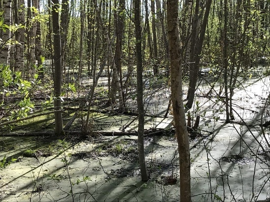 В Тверской области из леса выплыл поток нечистот