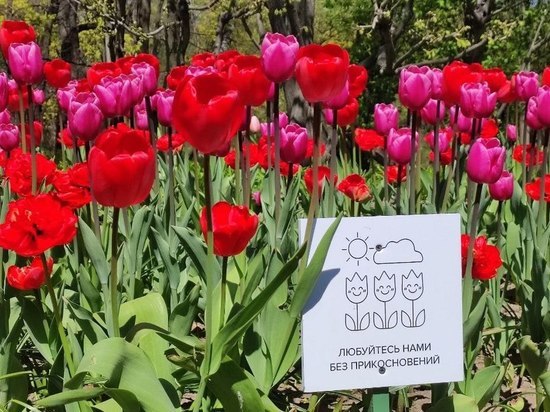 Красочный фестиваль тюльпанов завершился на Елагином острове