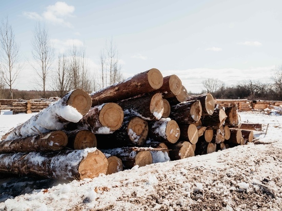 Зеленый коридор «сложному» дереву: куда движется лесопромышленный комплекс Тверской области