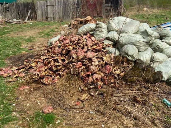 «Ждите гостей из леса»: свалку крабовых отходов нашли жители Сахалина