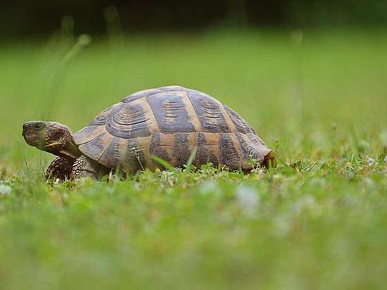 Всемирный день черепахи и Симон Посев: какие праздники отмечают 23 мая