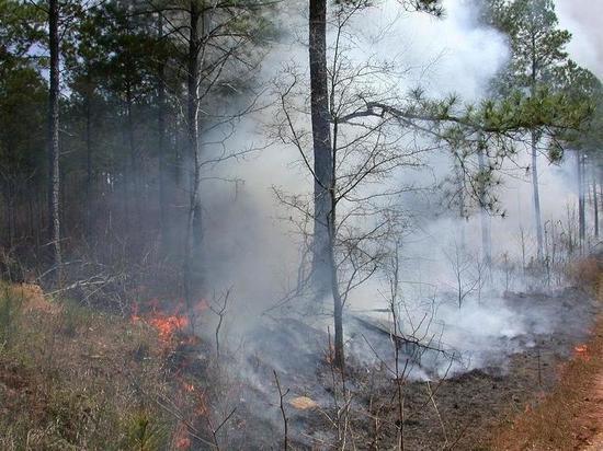 В Томской области за выходные дни потушено 15 лесных пожаров
