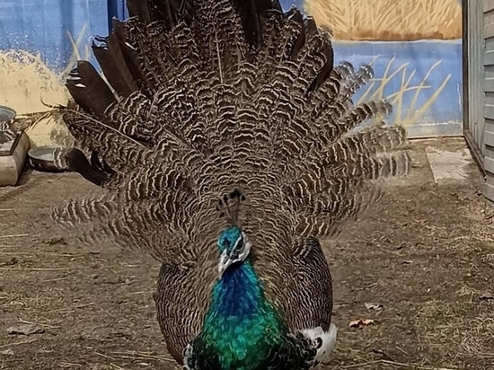 В зоосаде под Хабаровском поселились молодые павлины