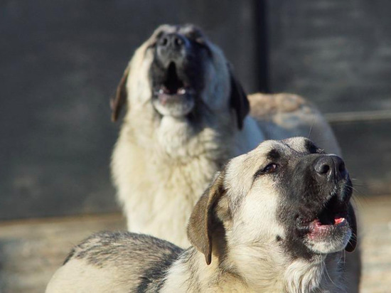 Администрация Южно-Курильска заплатит за нападение собак на ребенка