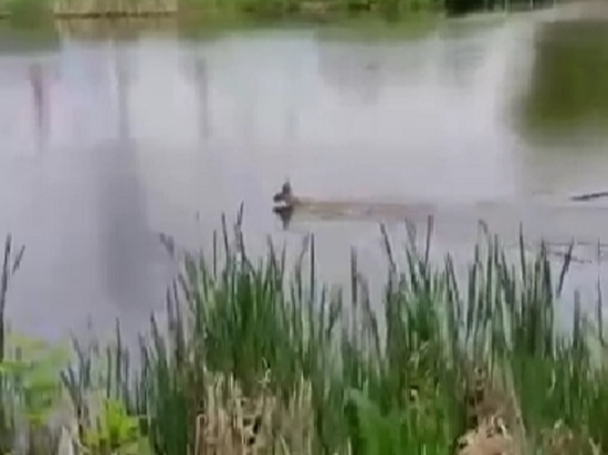 Белгородец снял на видео косулю, плывущую по реке Везелке в центре Белгорода