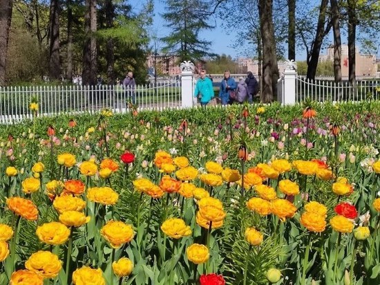 Фестиваль тюльпанов на Елагином острове снова откроется на выходных