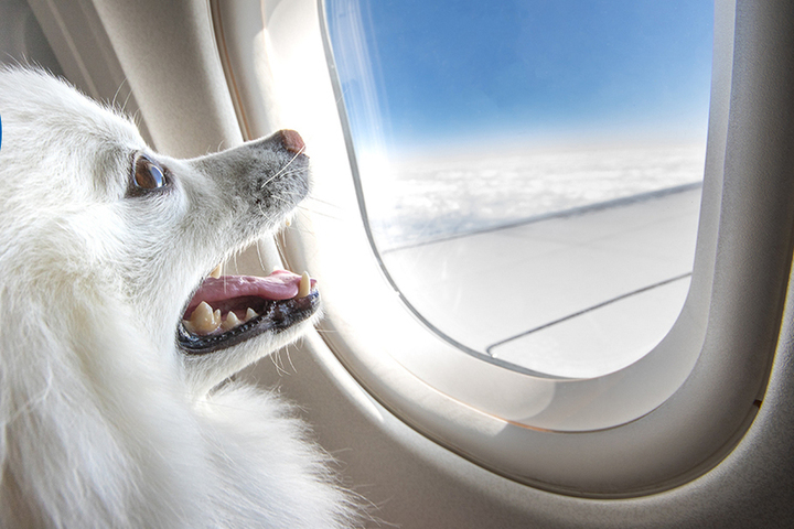 Кинологи рассказали как правильно перевезти собаку в самолете