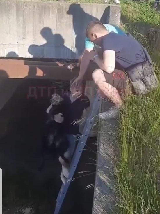 В Адлерском районе Сочи прохожие спасли собаку из канализационного стока