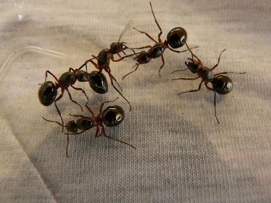 Как защитить дачный участок от нашествия муравьев