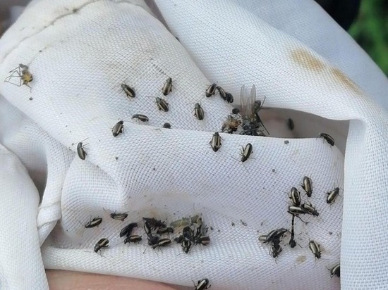 В Чувашии выявлены жуки, способные навредить урожаю
