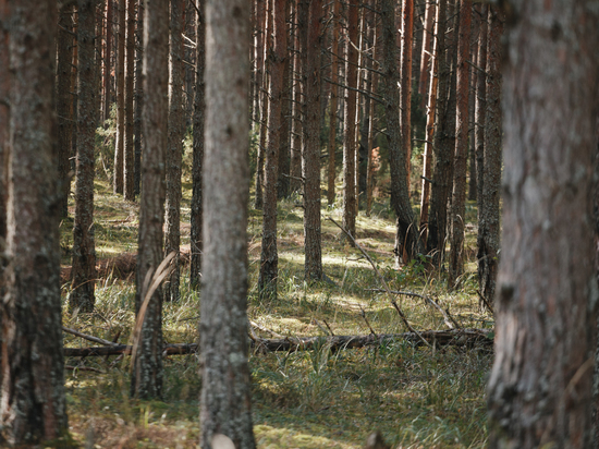 В Себежском районе компания «Ланган» незаконно вырубила лес на 30,8 млн рублей
