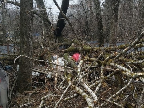 Сильный ветер в Ростове-на-Дону за двое суток повалил более 70 деревьев