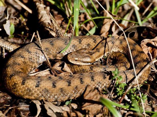Биолог предупредила, что категорически нельзя делать после укуса змеи