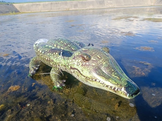 Надувной крокодил, шары, муляж сокола: в аэропорту Сочи показали, как отпугивают птиц