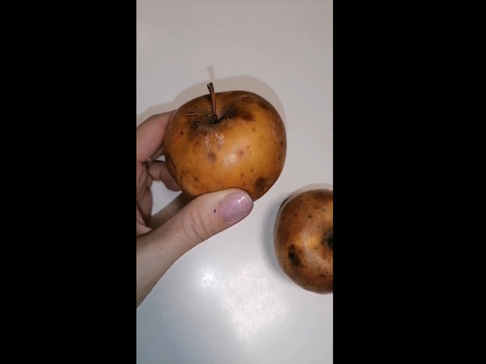 Власти Рязани опровергли информацию о выдаче гнилых яблок в школе №21