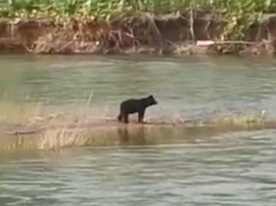 Медведь пришел на рыбалку на Сахалине и попал на видео