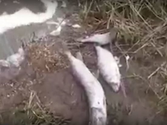 В реке Вихоревке в Братске массово погибла рыба