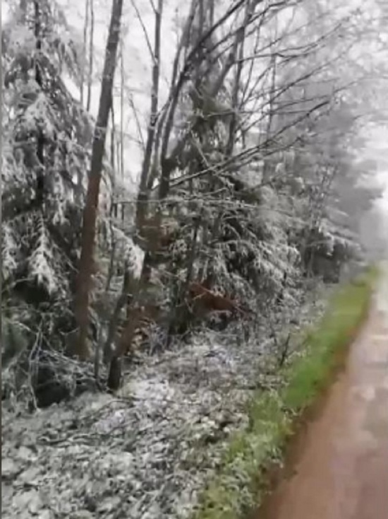 Костромские аномалии: в Солигаличе в конце мая выпал снег
