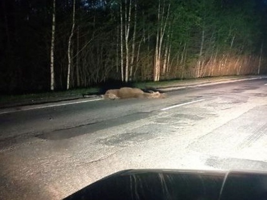На трассе в Касимовском районе Рязанской области сбили лося