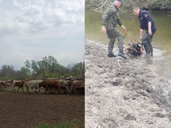 Неоднократно судимого мужчину арестовали за смертельное избиение пастуха в Новосибирской области