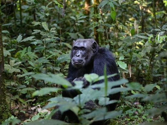 Шимпанзе используют особый язык, состоящий из 400 слов