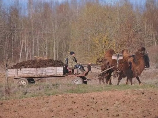 «Занимаюсь этим безобразием не один год»: Печерянка развозит навоз с помощью верблюда
