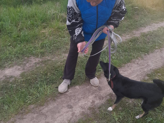 В Рязани гулявшая с хозяйкой собака покусала прохожую