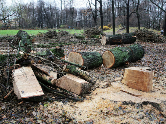 В Калининграде на Старокаменной вырубят 24 дерева для строительства дороги к ЖК