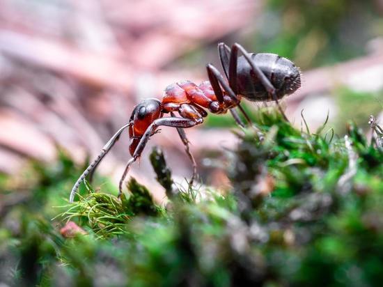 Не обижайте муравьёв: что запрещают делать 25 мая старинные русские обычаи