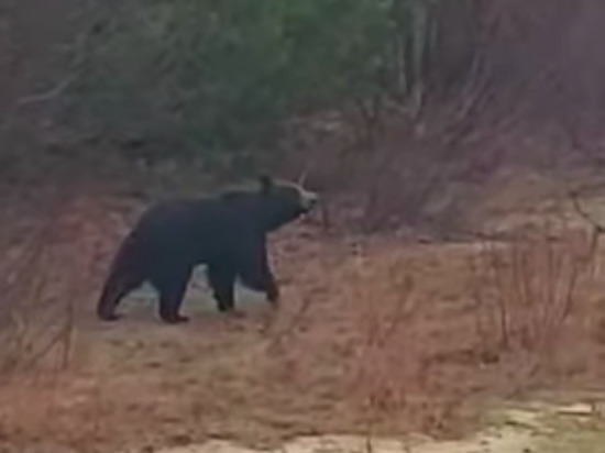 «У меня булочка есть»: сахалинцы встретили голодного медведя