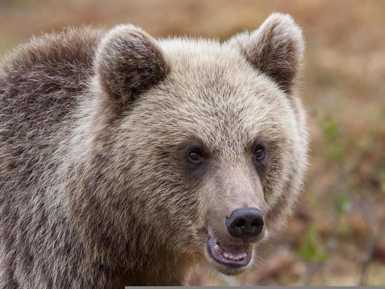 «Выколоть один глаз»: жители Сахалина рассказали, что сделают при встрече с медведем