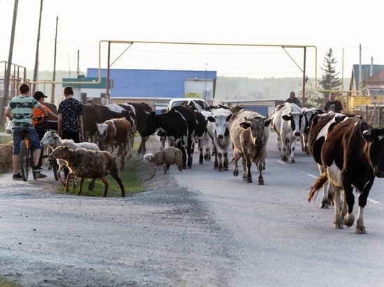 В хозяйствах Томской области стало меньше коров и птиц