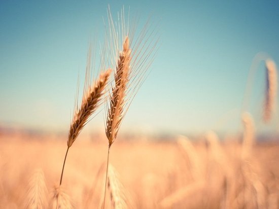 МИД КНР: для экспорта зерна с Украины нужно создать «зеленый коридор»