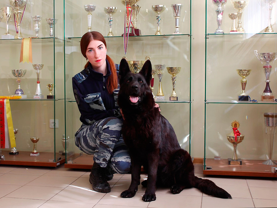 Мой напарник — зверь: как кинологи МВД учат собак спасать петербуржцев