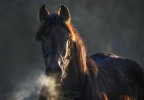 В больнице между жизнью и смертью находится 56-летний инструктор-наездник конно-спортивного клуба в поселке Северный, помогавший 24 мая ветеринарному врачу оперировать лошадь