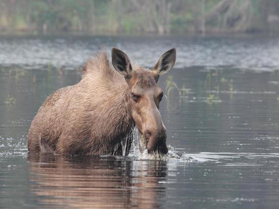 Жители Карелии заметили лосей, переплывающих озеро