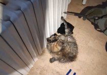 Московские спасатели освободили из плена котенка, который застрял лапой в чугунной батарее