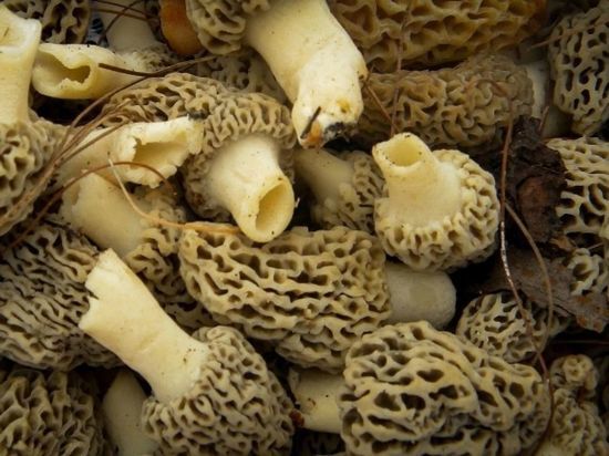 В мае в Томской области грибов появилось меньше обычного