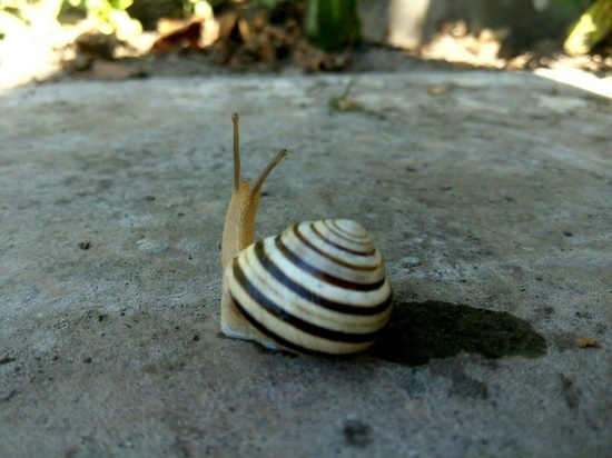 Улитки по-донецки: в сети обсуждают питательность слизней
