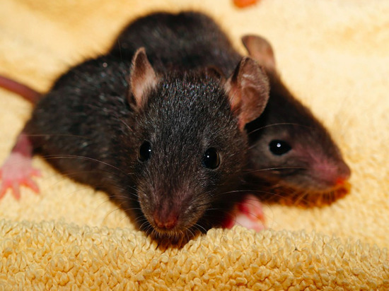 Полчища крыс обустроили себе жилище во дворе на Сахалине
