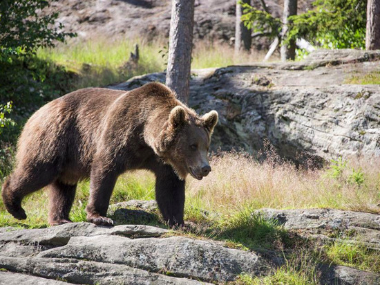 Пять медведей отстрелили в Сахалинской области с начала года