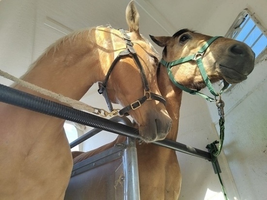 В Курскую область из Германии для разведения привезли двух лошадей породы Quarter horse