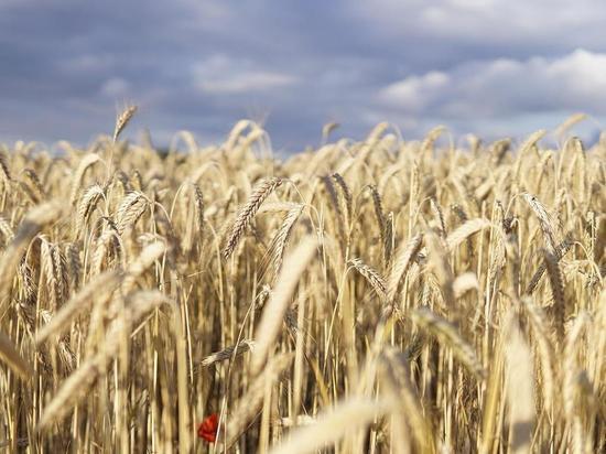 Глава Минобороны Нидерландов потребовала от России гарантий по вывозу зерна с Украины