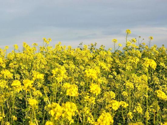 В Белгородской области завершается сев технических культур