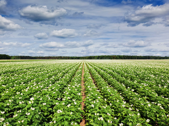 Во Владимирской области посадили 50% от нормы картофеля