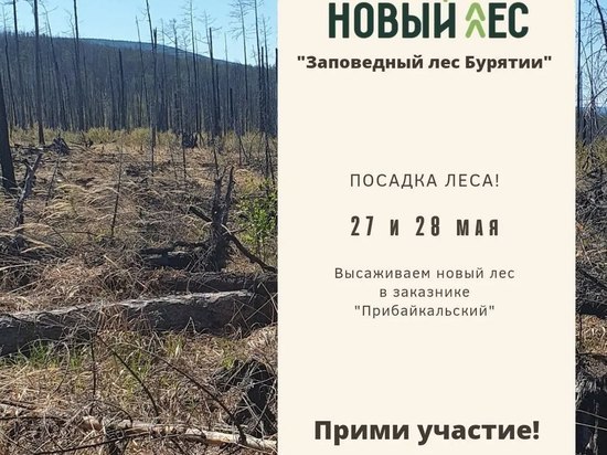 Жителей Бурятии приглашают восстановить лес в заказнике на Байкале