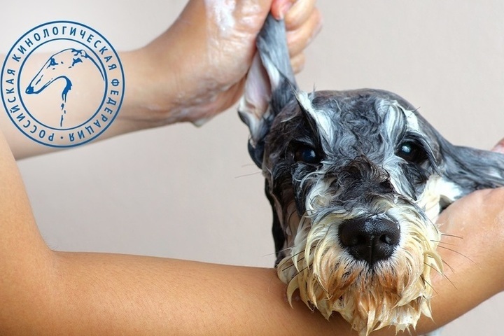 Можно мыть собаку человеческим шампунем. Собака помыта человеческим шампунем. Почему собак нельзя мыть человеческим шампунем. Что будет если помыть собаку человеческим шампунем. Почему нельзя мыть собаку гелем для душа.
